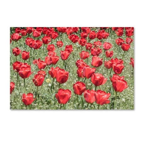 Kurt Shaffer 'Red Red Tulips' Canvas Art,16x24